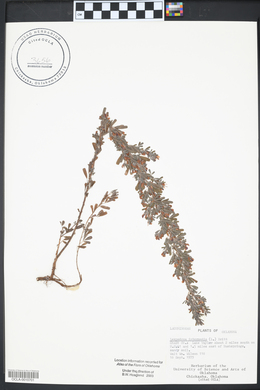 Lespedeza intermedia image