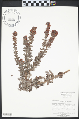 Lespedeza intermedia image