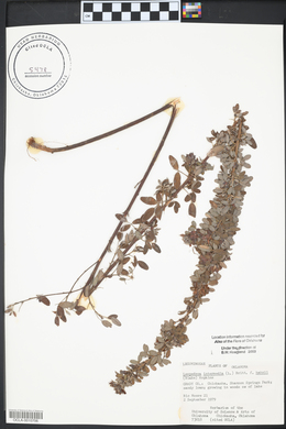 Lespedeza intermedia image