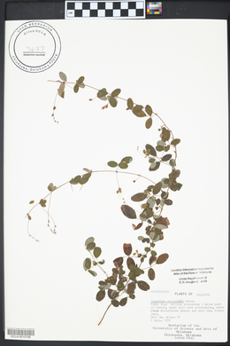 Lespedeza procumbens image