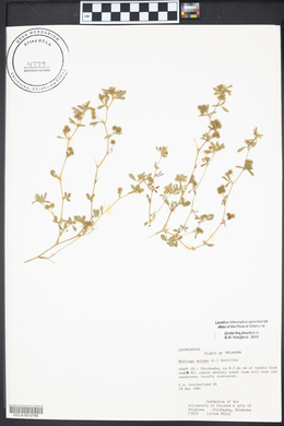 Medicago minima image