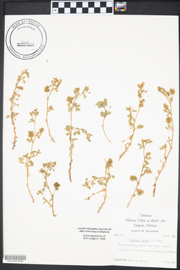 Medicago minima image