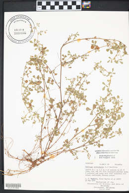 Medicago orbicularis image