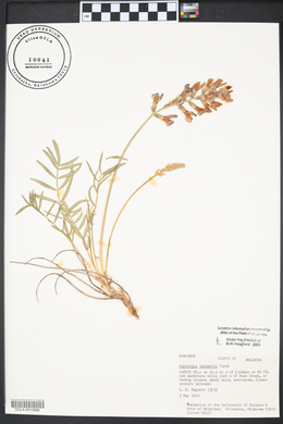 Oxytropis lambertii image