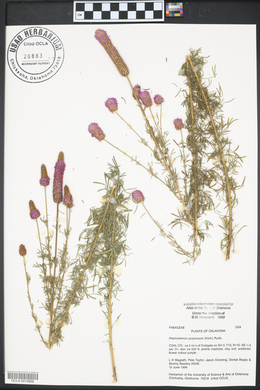 Dalea purpurea var. purpurea image