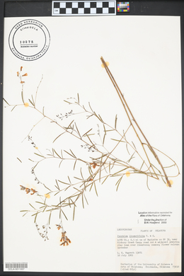 Pediomelum linearifolium image