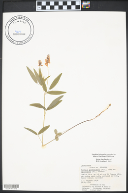 Orbexilum pedunculatum var. pedunculatum image
