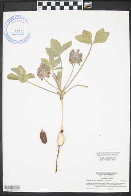 Psoralea subulata image