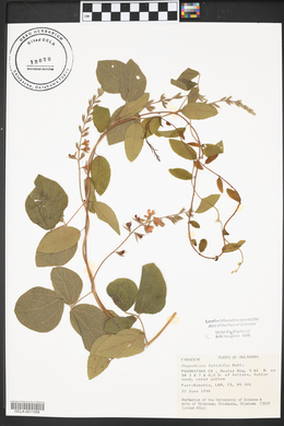 Rhynchosia latifolia image