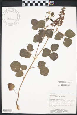 Rhynchosia latifolia image