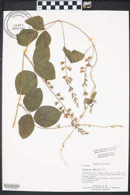 Rhynchosia latifolia image