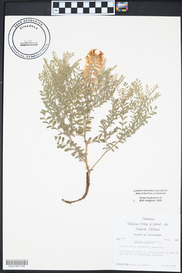 Sophora nuttalliana image