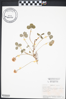Trifolium reflexum image