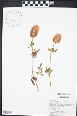 Trifolium vesiculosum image