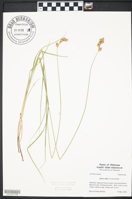 Carex alata image