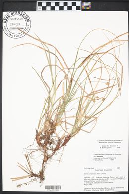 Carex albicans var. albicans image