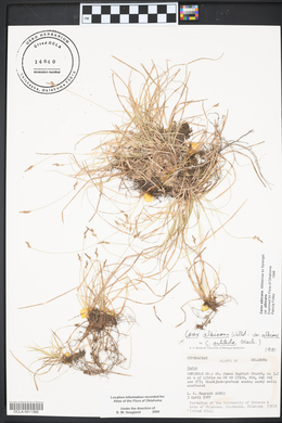 Carex albicans var. albicans image