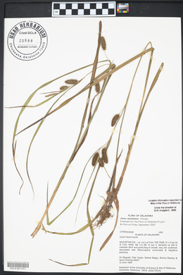 Carex aureolensis image