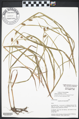 Carex aureolensis image