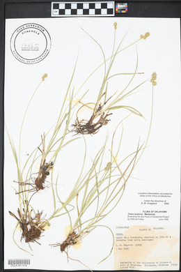 Carex austrina image