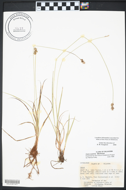 Carex austrina image