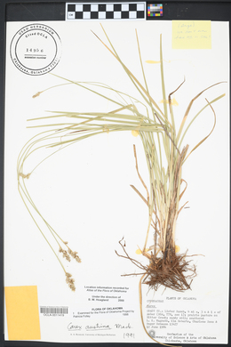 Carex austrina image