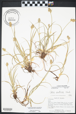 Carex austrina image