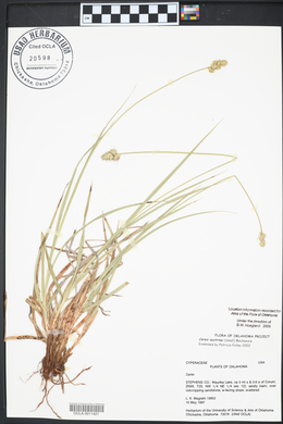 Carex aureolensis image