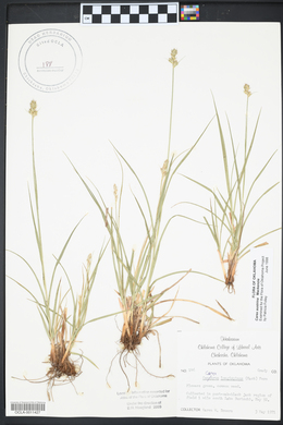 Carex austrina image