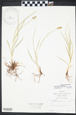 Carex austrina image