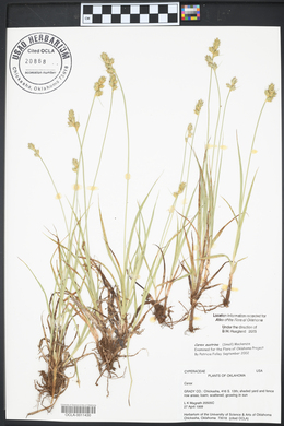 Carex austrina image