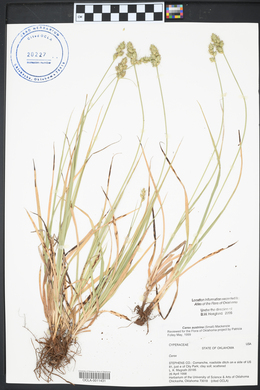 Carex austrina image