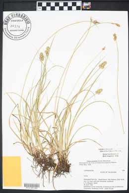 Carex austrina image