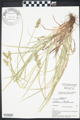 Carex austrina image