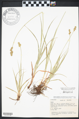 Carex austrina image