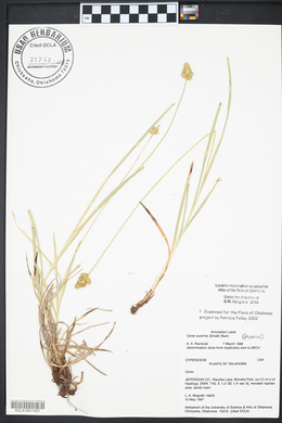 Carex austrina image