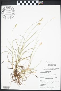 Carex austrina image