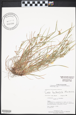 Carex bulbostylis image