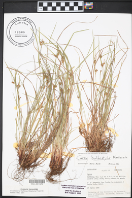 Carex bulbostylis image