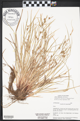 Carex bulbostylis image