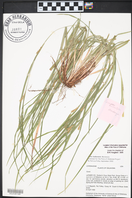 Carex bulbostylis image