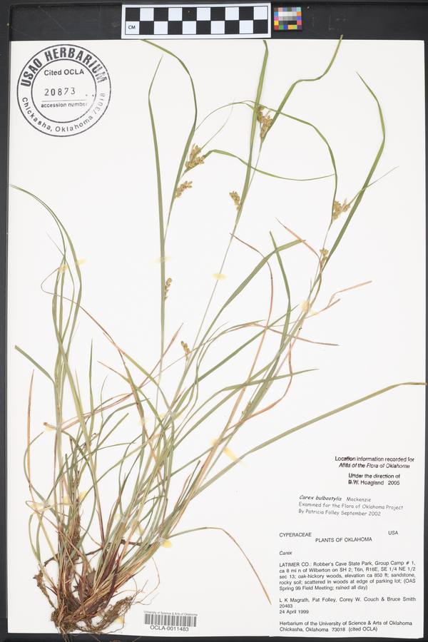 Carex bulbostylis image