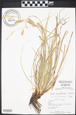 Carex cherokeensis image