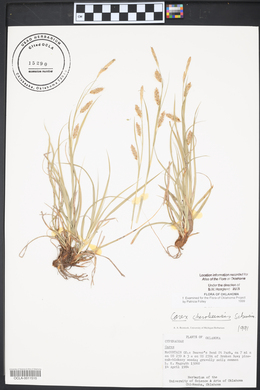 Carex cherokeensis image