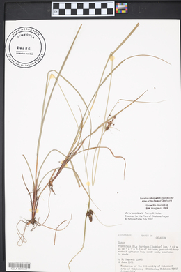 Carex complanata image