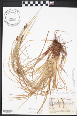 Carex complanata image