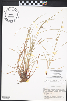 Carex complanata image