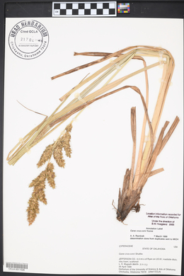 Carex crus-corvi image