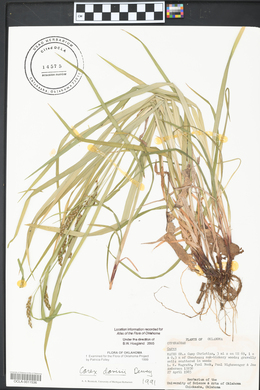 Carex davisii image