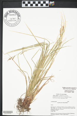 Carex davisii image